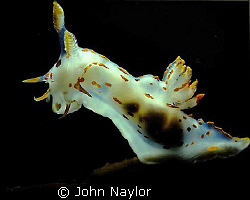 Polycera quadrilineata on kelp Taken at St.Abbs.Nik.3.bac... by John Naylor 